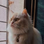 pratham_26p profile picture