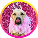 presentingprincessleia profile picture