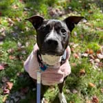 prettygirl.pippa profile picture