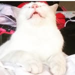 prettymayonnaise profile picture