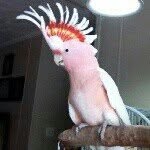 prettypinkfeatherlove profile picture
