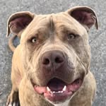 prezcamachothedog profile picture