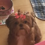 princessbaileytzu profile picture