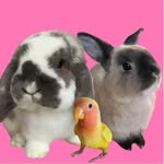 princessbunnyb00 profile picture