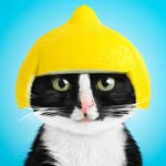 princesscheeto profile picture
