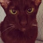 princessecamcam profile picture
