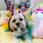 princess_hazelp profile picture