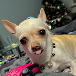 princessmiathechi profile picture
