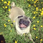 princessmops profile picture