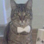 prince_the_cool_cat profile picture