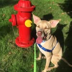 princethepit_914 profile picture