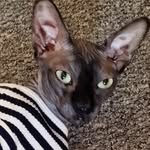 prince_the_sphynx profile picture
