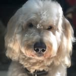 princewilliamgoldendoodle profile picture