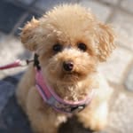 prinniethepoodle profile picture
