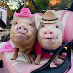prissyandpops_helpinghooves profile picture