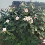 priyanshi789772 profile picture