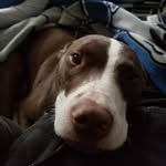 projectpreciousrescue profile picture