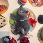 ps9pets profile picture