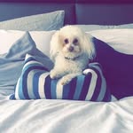 pucazuritaa profile picture
