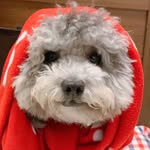 puffstuffedwithpeanutbutter profile picture