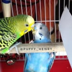 puffy_henry_ profile picture