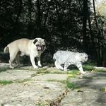 pugandcat profile picture