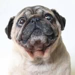 pugnationla profile picture