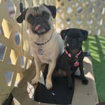 pugwinstonandnova profile picture