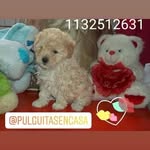 pulguitasencasaok profile picture