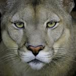 pumakawareserva profile picture