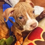pumpkinthepetworthpitbull profile picture