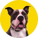 pumpkin_the_pittie profile picture
