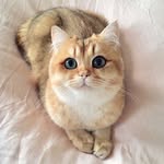 pumpkinthepurrmachine profile picture