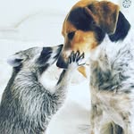 pumpkintheraccoon profile picture