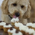 pupcakesbyfi profile picture