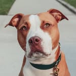 pupnamedhattie profile picture