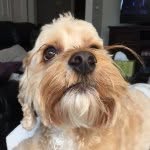 pupparoos profile picture