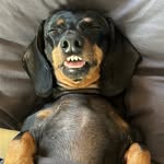 puppy.knuckle profile picture