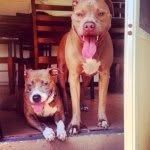 puppybrothers_kushbron_ profile picture