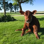 puppycow profile picture
