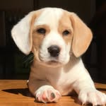 puppyfostering profile picture