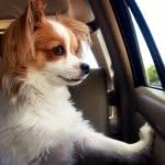 puppypaw123 profile picture