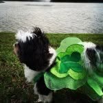pupsandprincesses profile picture