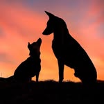 pupsonality profile picture