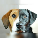 pupsonpar profile picture