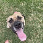 pups_on_wheels profile picture
