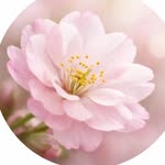 purane_nagme_80 profile picture