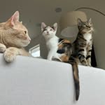 purrbaespurr profile picture