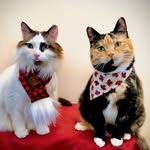 purrfect_cuddly_cats profile picture