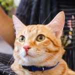 purrfectpose profile picture